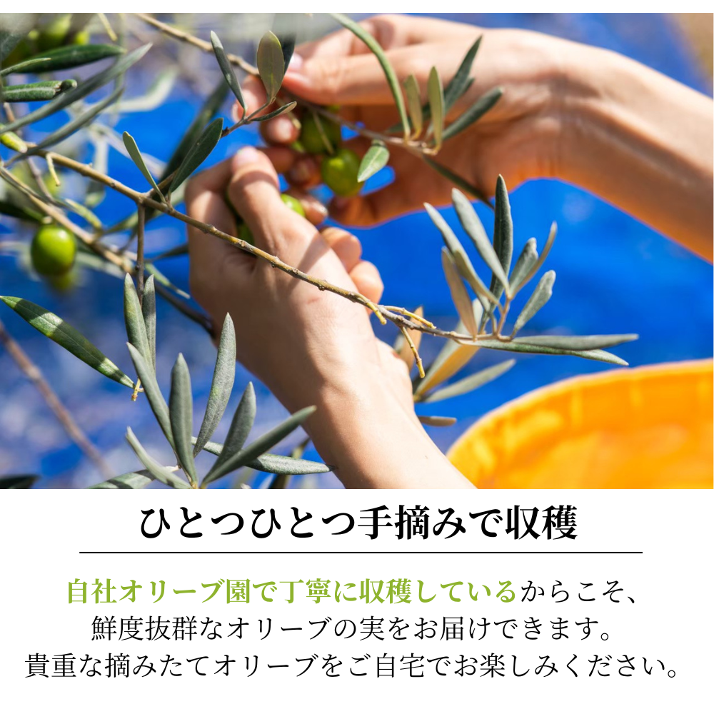 【11月初旬出荷】 静岡産 オリーブの実(生)1kg 生実
