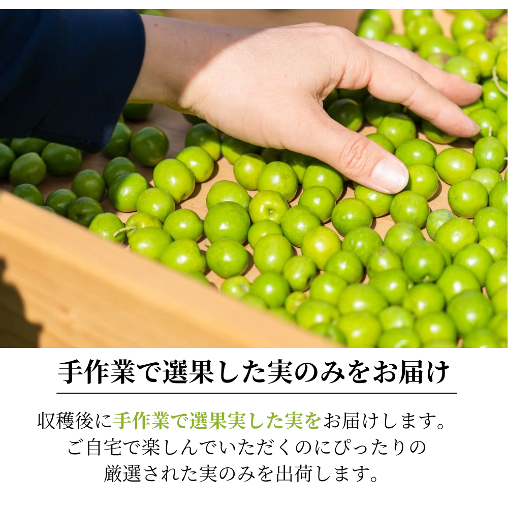 【11月初旬出荷】 静岡産 オリーブの実(生)1kg 生実