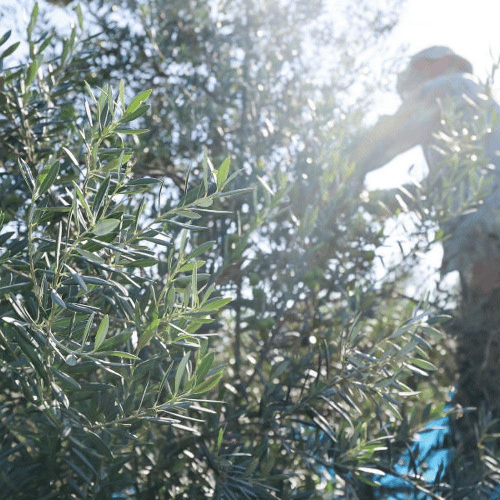 【限定生産】静岡レモンオリーブオイル 120ml - crea farm オンラインショップ