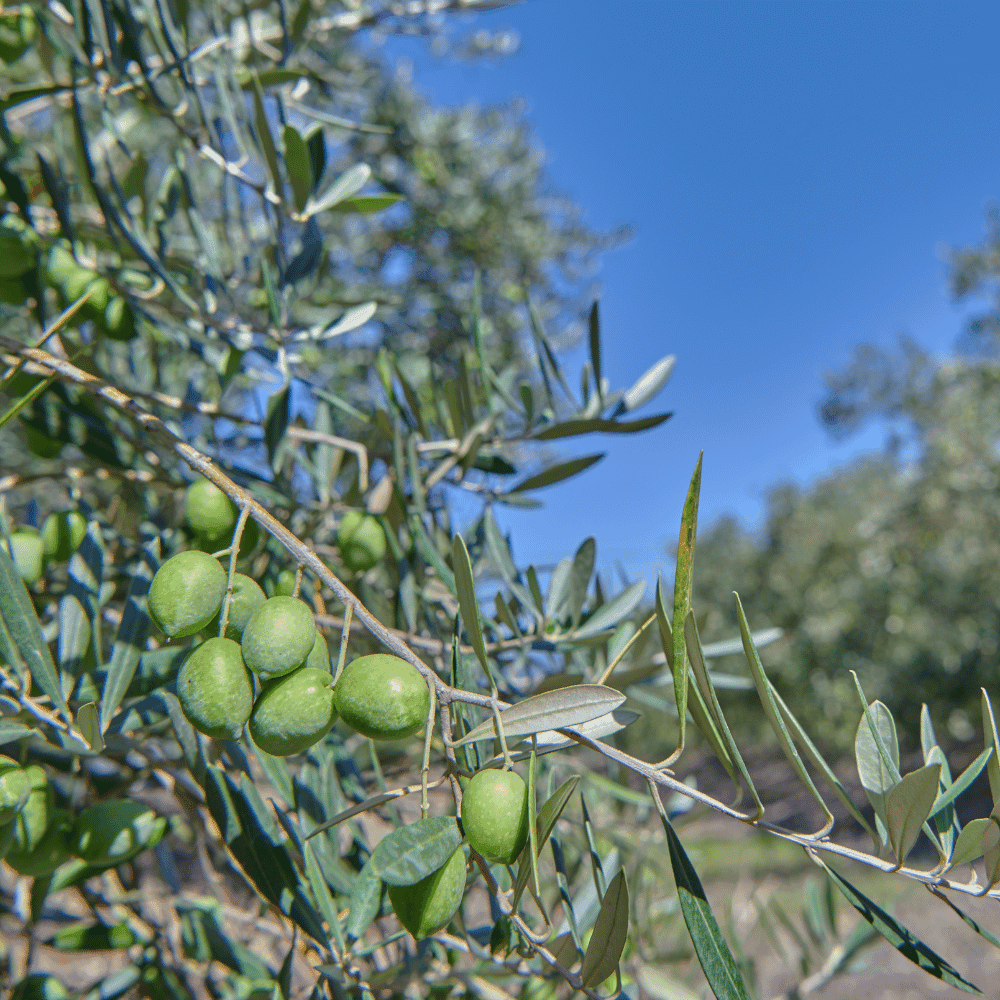 静岡産 オリーブ漬け 60g(びんタイプ) | crea farm オンライン 静岡産 オリーブ漬け 60g(びんタイプ) | crea farm オンライン