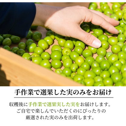 【11月初旬出荷】 静岡産 オリーブの実（生）1kg 　生実