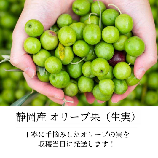 【11月初旬出荷】 静岡産 オリーブの実（生）1kg 　生実