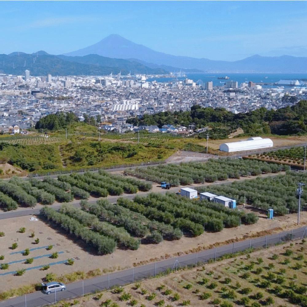 静岡産オリーブオイルとバームクーヘンセット